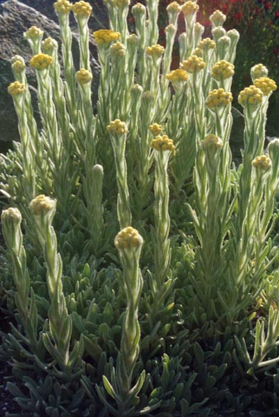 Helichrysum plicatum ssp plicatum photo